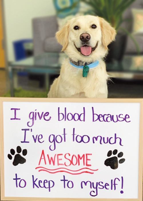 Thor - Golden Retriever - Blood Donor