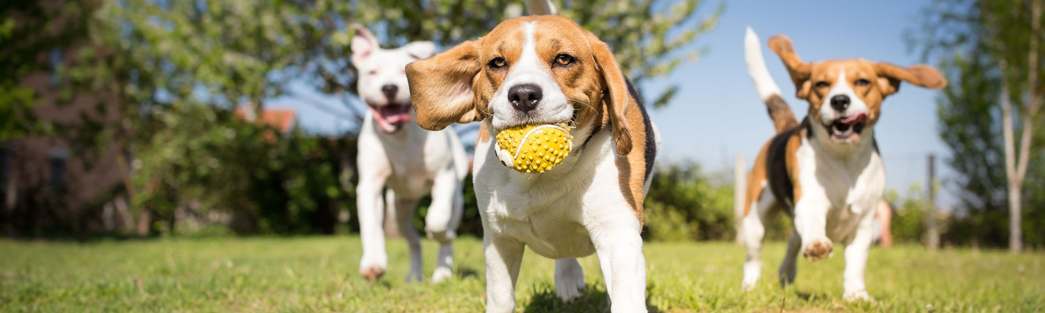 Medical Oncology for Pets at Wheat Ridge Animal Hospital