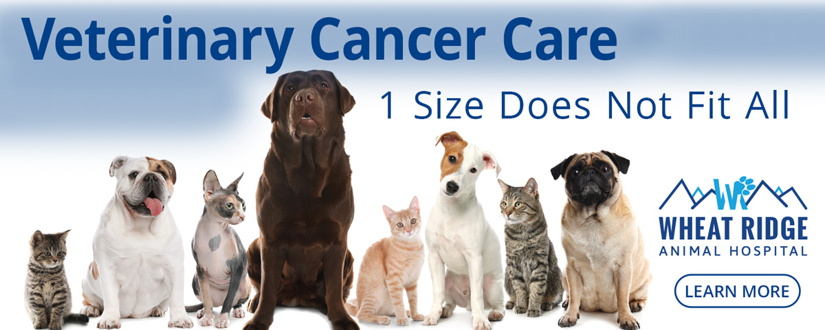 Veterinary Cancer Care at Wheat Ridge Animal Hospital