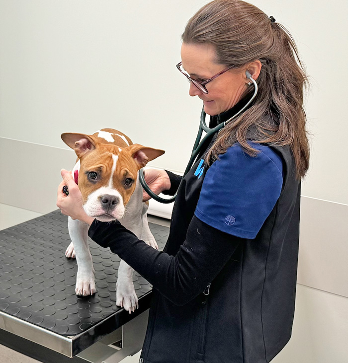 Puppy getting examined